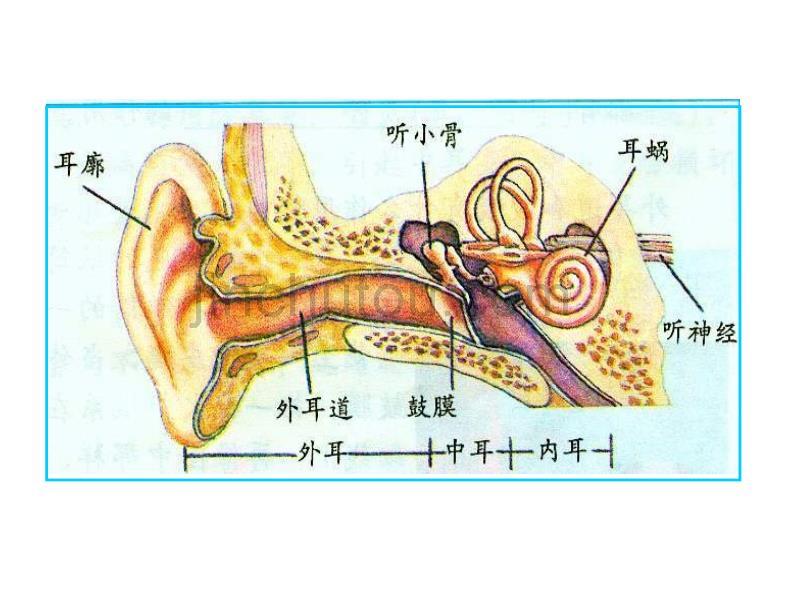 小学科学耳朵的构造_第2页