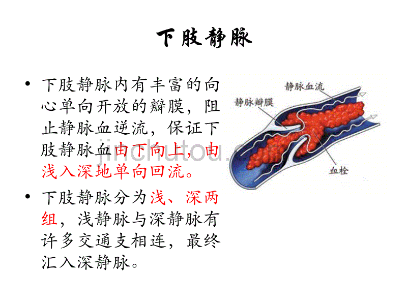 下肢静脉解剖及常见疾病_第4页