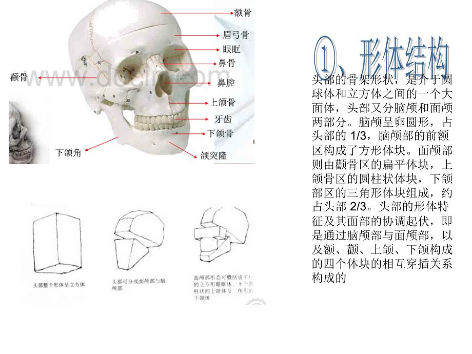 头部的形体结构规律_第2页