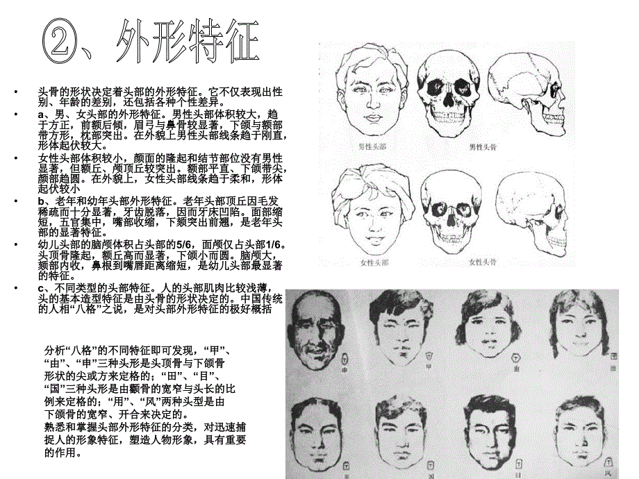 头部的形体结构规律_第3页