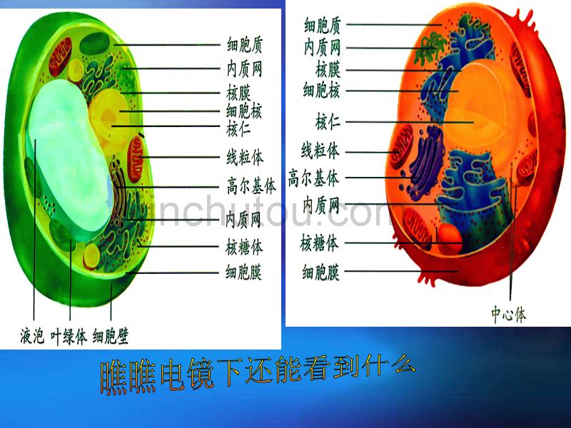 高一生物细胞质的结构和功能1_第2页