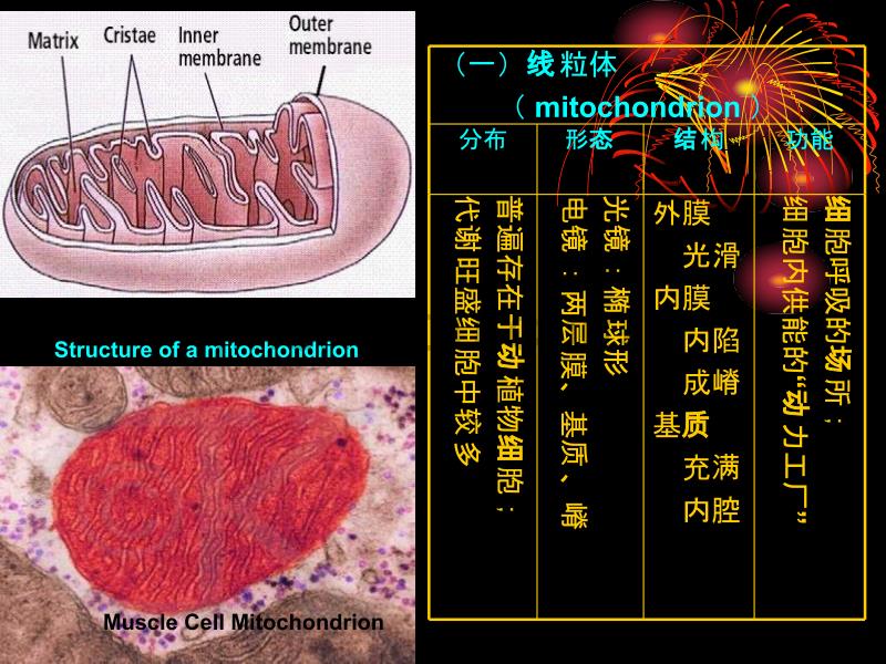 高一生物细胞质的结构和功能1_第3页