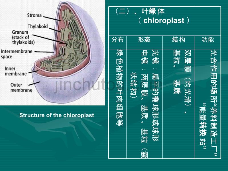 高一生物细胞质的结构和功能1_第4页