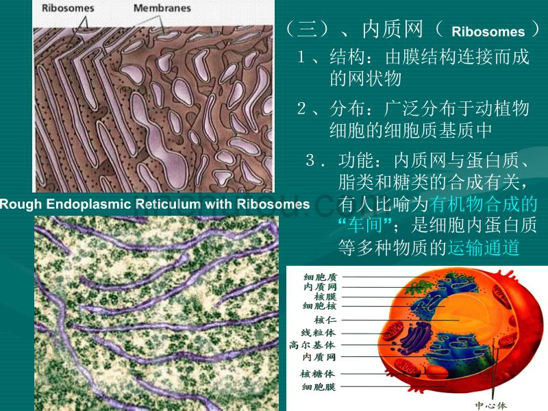 高一生物细胞质的结构和功能1_第5页