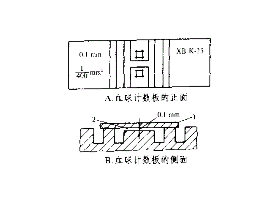 血球计数板使用及相关计算_第2页