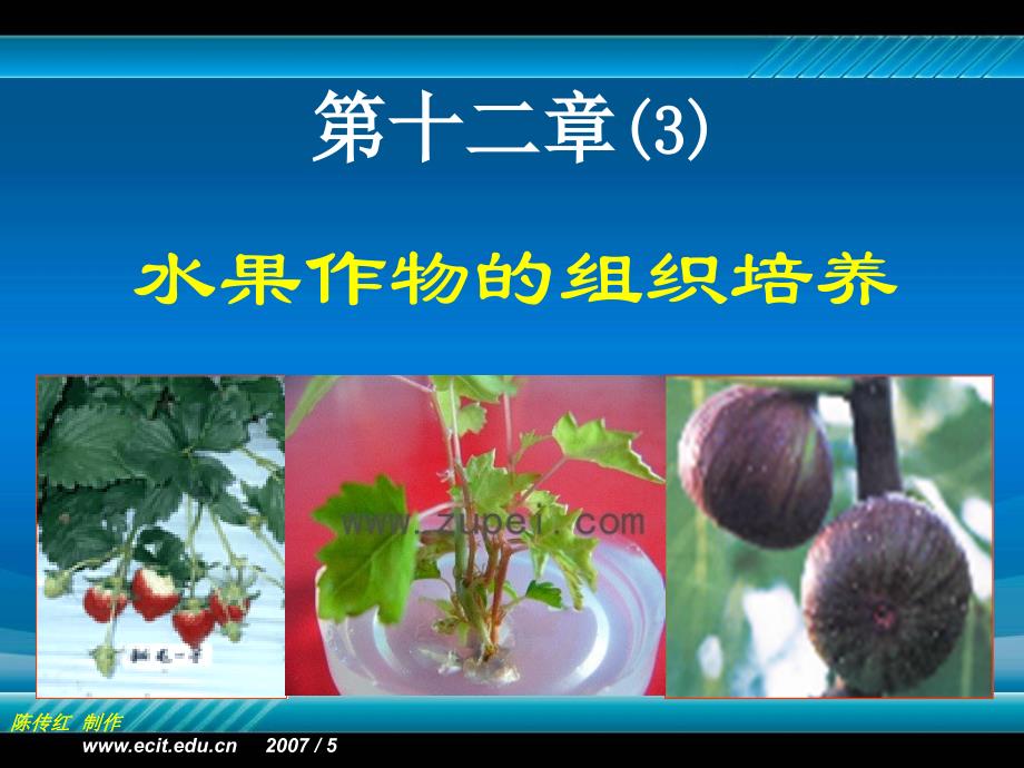 植物组织培养 第十二章 （3）几种水果的组织培养_第1页