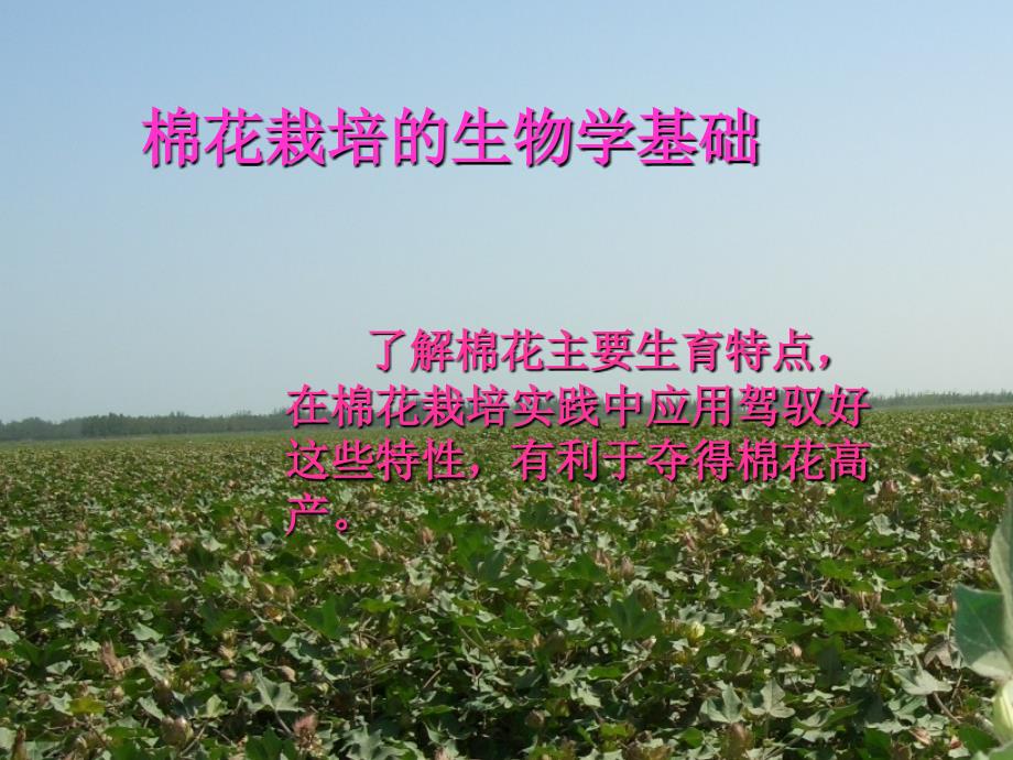 高产棉花栽培讲义_第4页