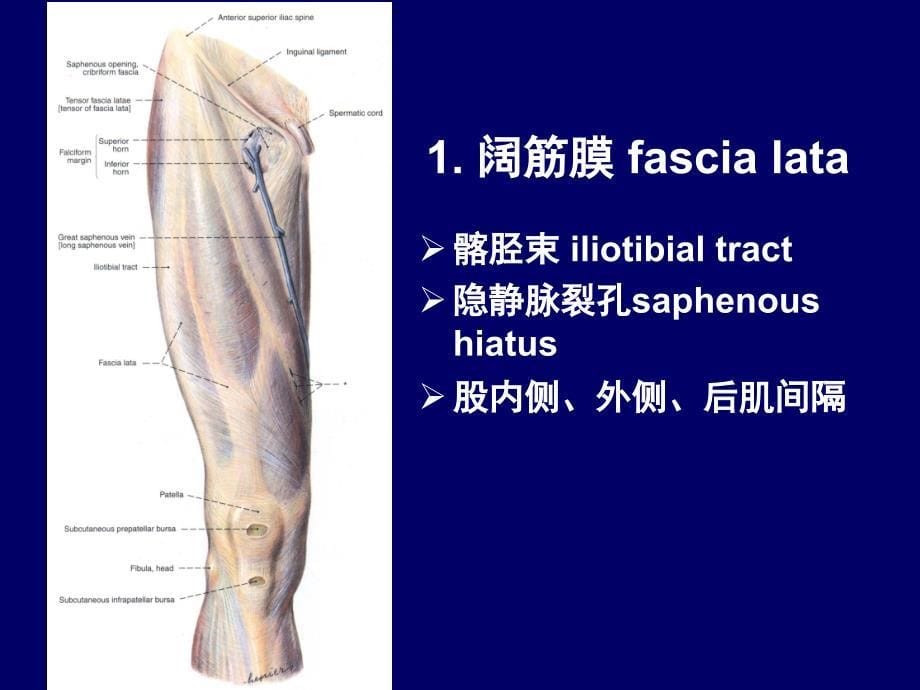 下肢前区深层解剖_第5页