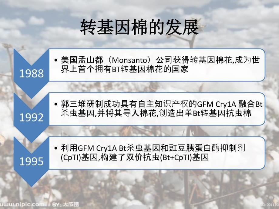 转基因棉的研究报告_第5页