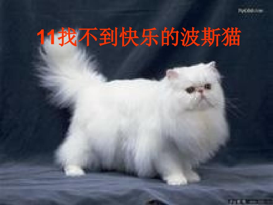 《找不到快乐的波斯猫》课件_第1页