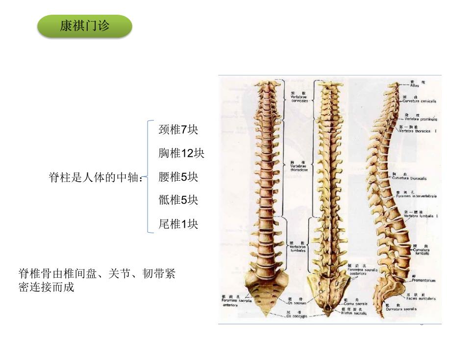 疾病知识培训颈椎病、肩周炎 课件_第3页