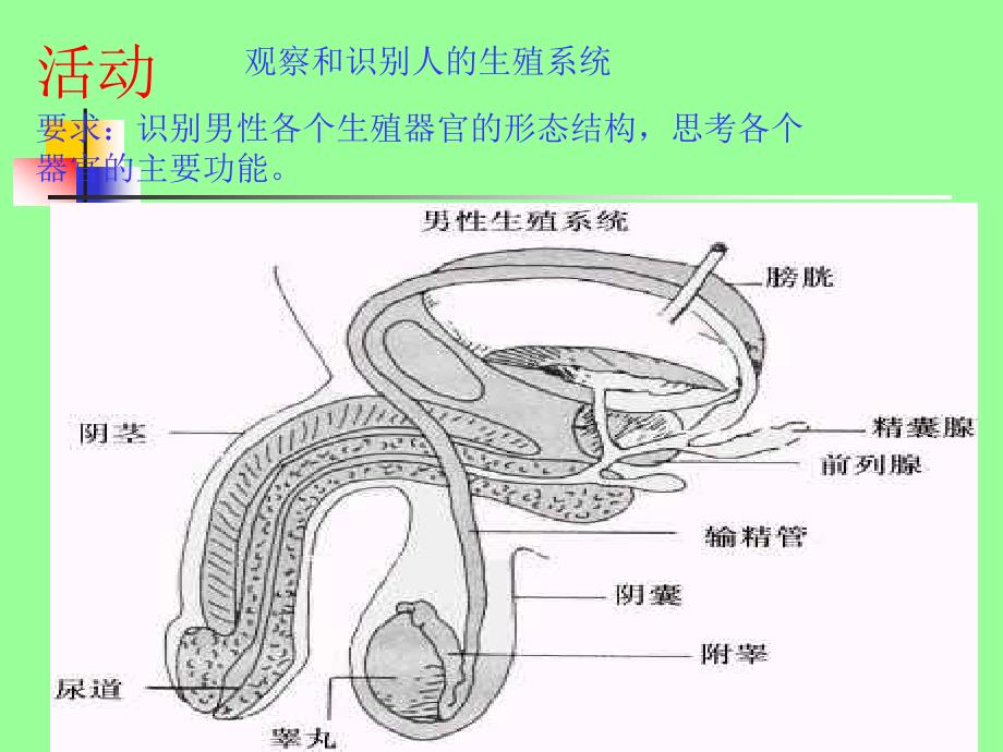 人的生殖和发育  北师大版[最新]_第4页