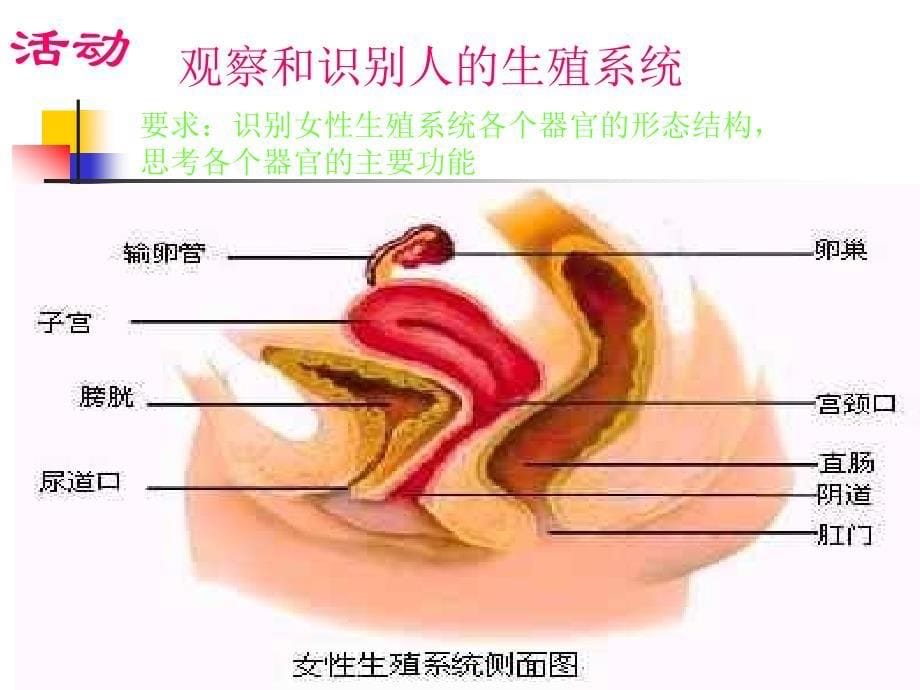 人的生殖和发育  北师大版[最新]_第5页