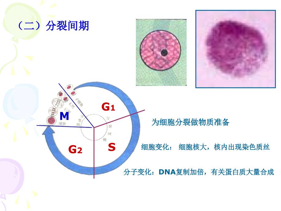 高一生物细胞增殖2_第5页