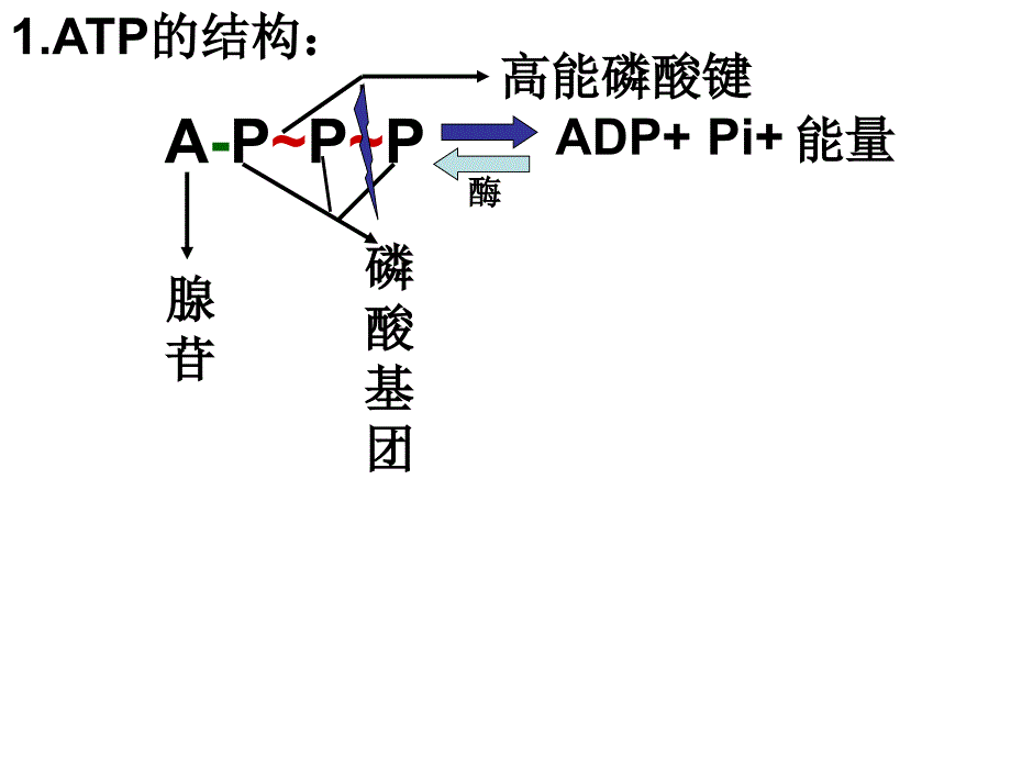 高一生物细胞呼吸2_第1页