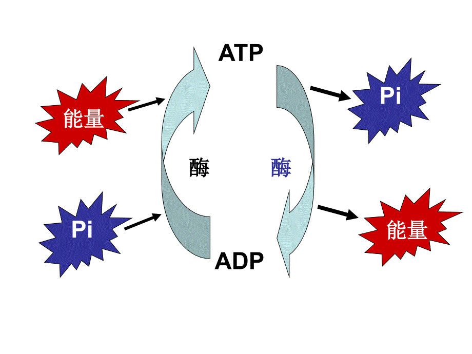 高一生物细胞呼吸2_第2页