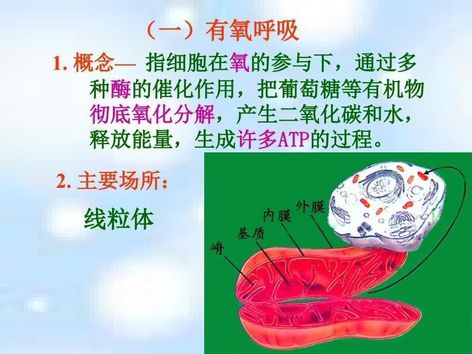 高一生物细胞呼吸1_第5页