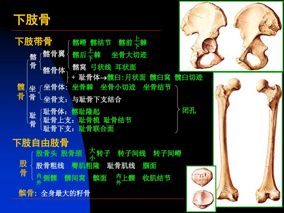 局部解剖学课件下肢_第3页