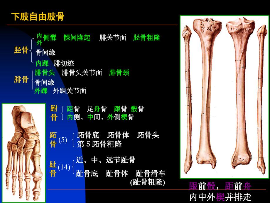 局部解剖学课件下肢_第4页