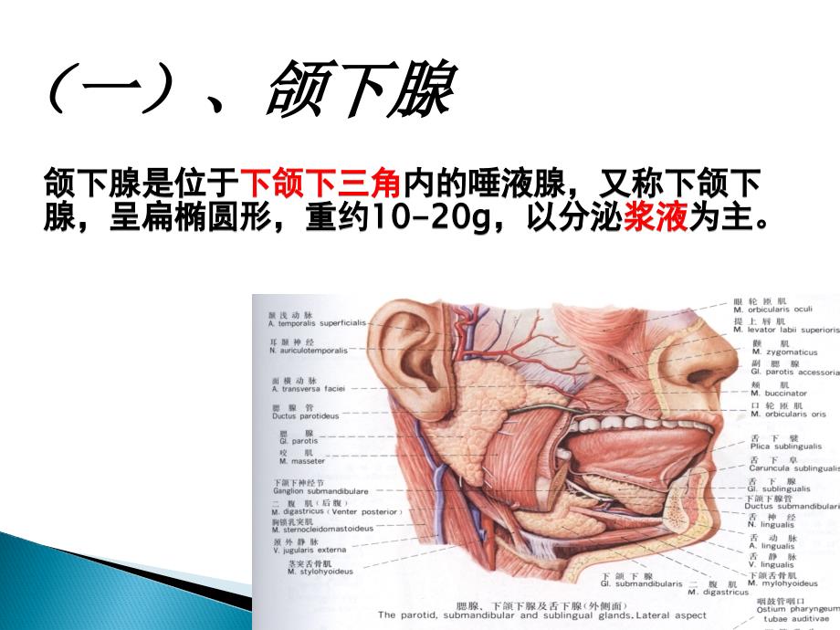 颌下腺解剖及正常超声表现_第3页