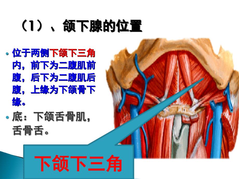 颌下腺解剖及正常超声表现_第4页