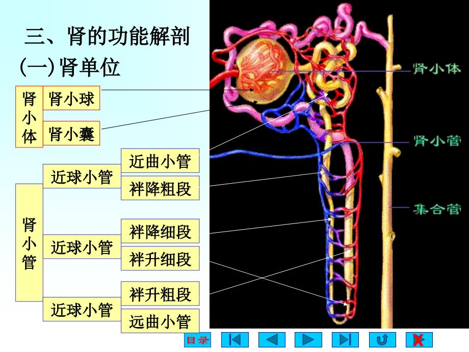 人体及动物生理学_第十三章_排泄_第4页