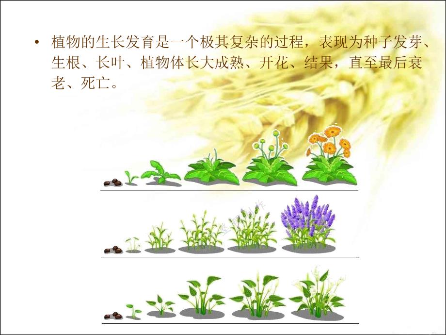 2-1-1第一章_第一节中药植物的栽培环境与生长发育_第4页
