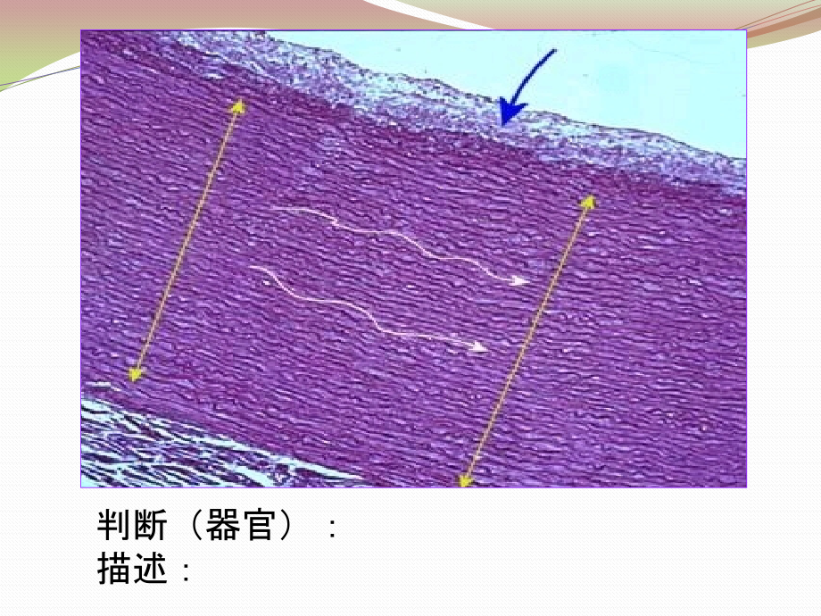 2016秋组胚实验第5次课_第3页