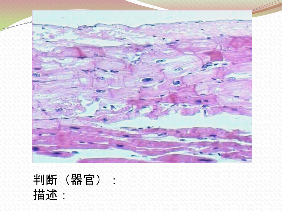 2016秋组胚实验第5次课_第4页