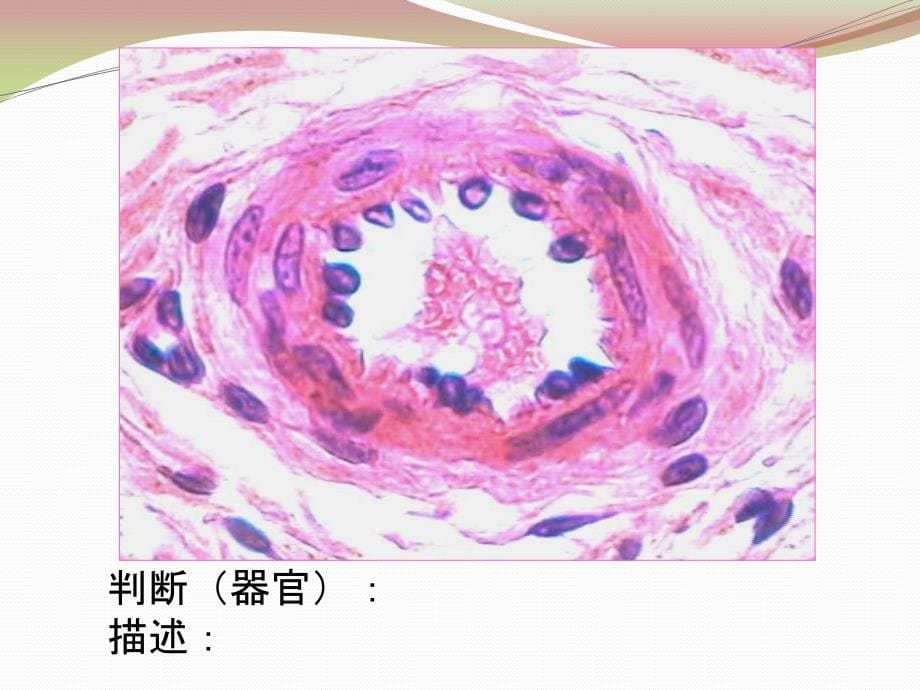 2016秋组胚实验第5次课_第5页