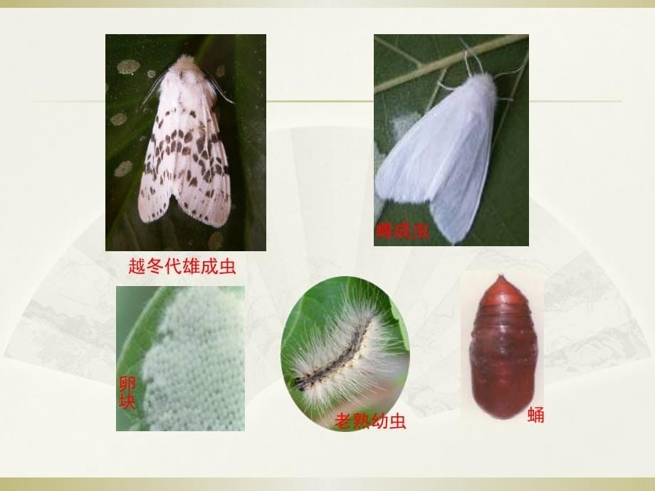 主要有害生物防治(公路)_第5页