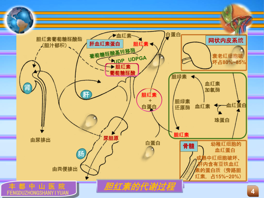 黄疸的诊断和鉴别诊断_第4页