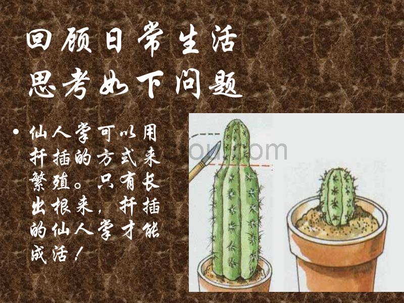 水分进入植物体内的途径2_第4页