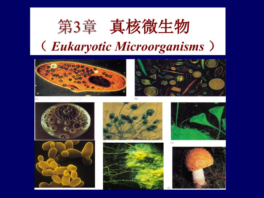 第3章真核微生物2015_第1页