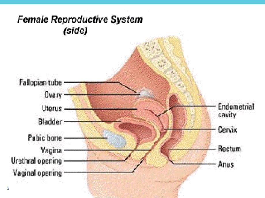 女性生殖系统肿瘤诊治_第3页