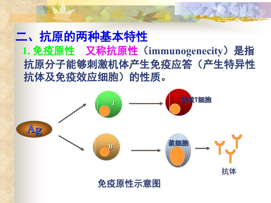 免疫学 第二章 抗原_第3页