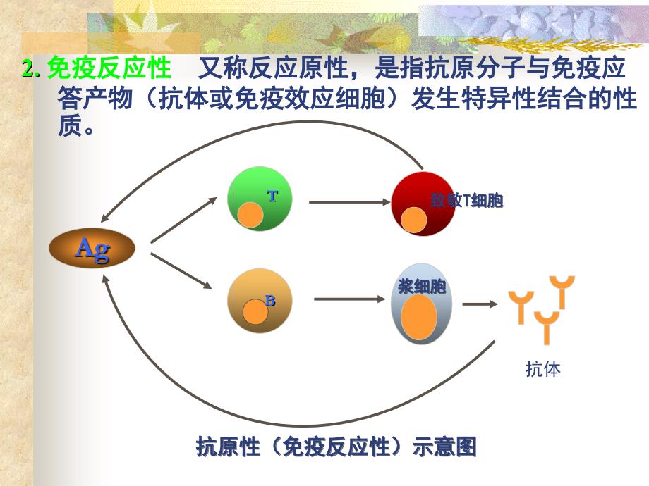 免疫学 第二章 抗原_第4页