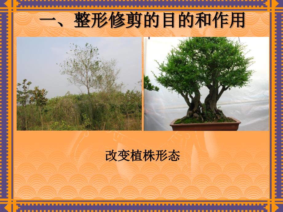 园林植物整形与修剪_第2页