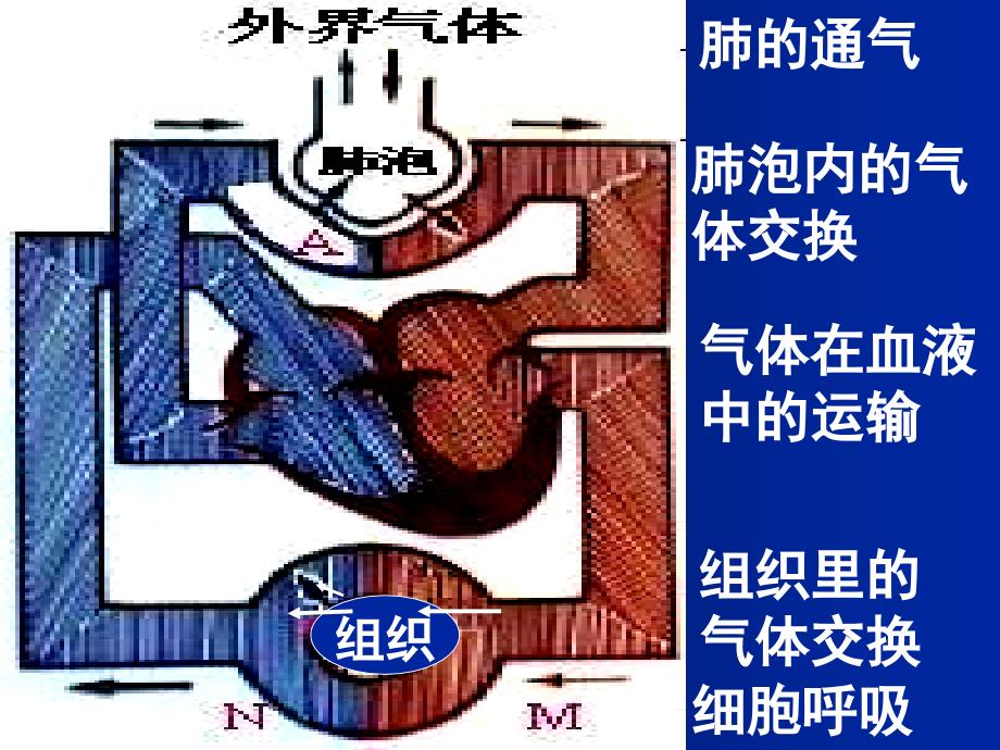 高一生物ATP的主要来源1_第3页