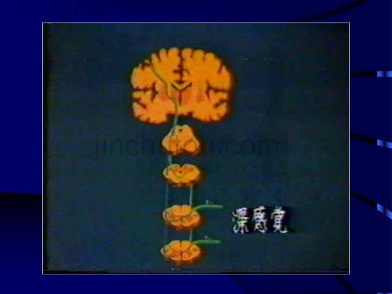 神经病学课件 感觉障碍的定位诊断_第2页