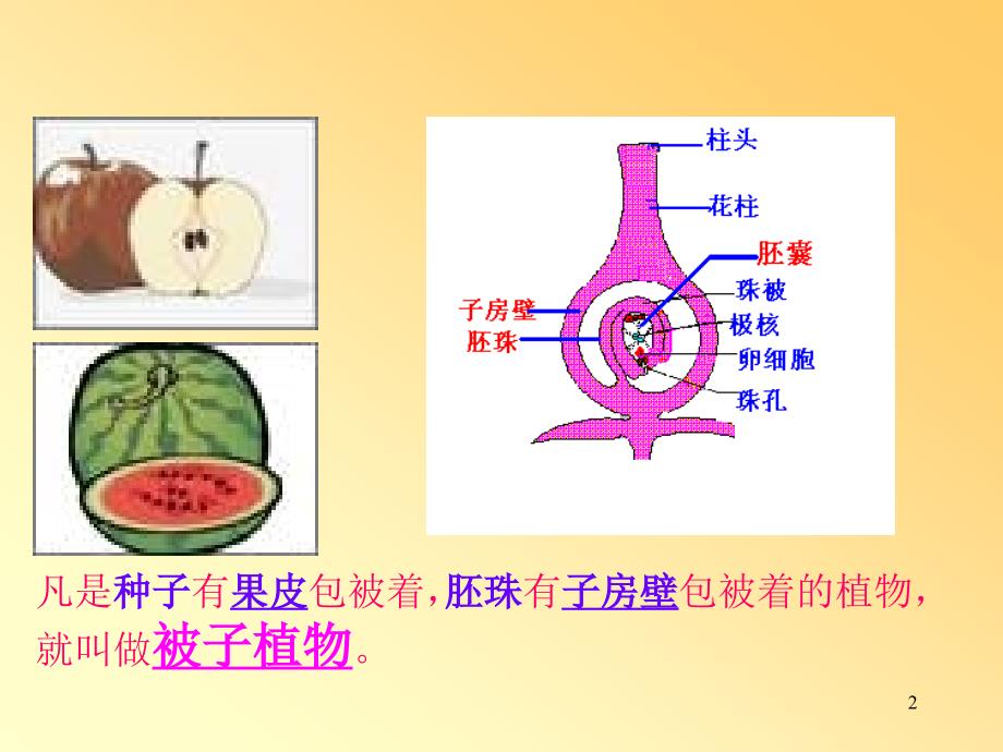 高一生物被子植物的个体发育_第2页