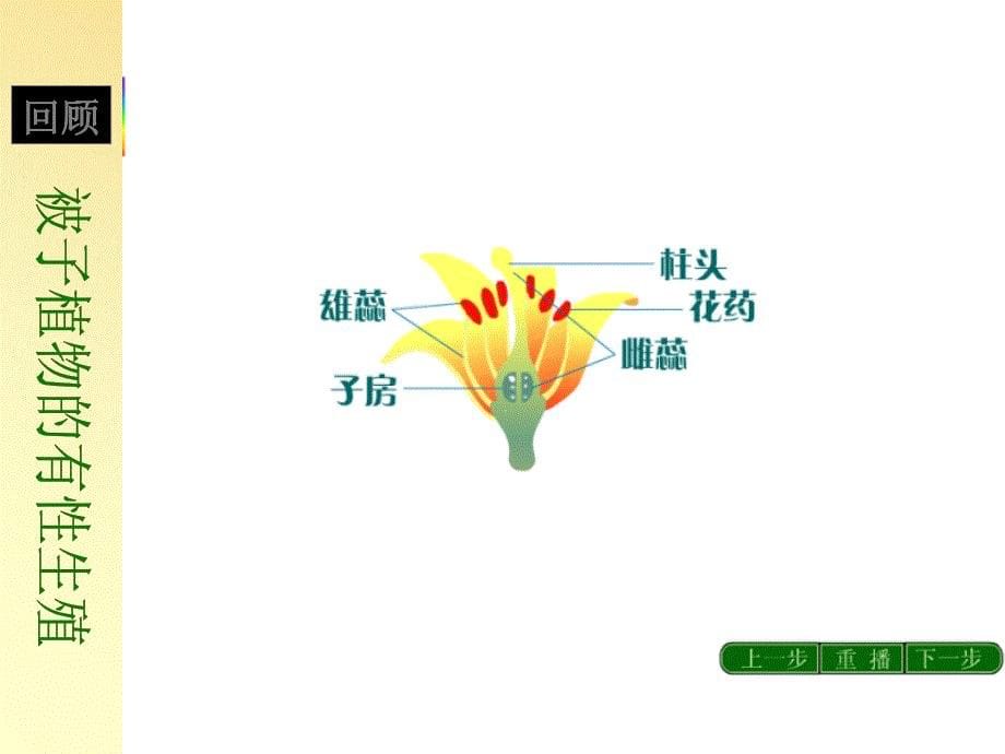 高一生物被子植物的个体发育_第5页