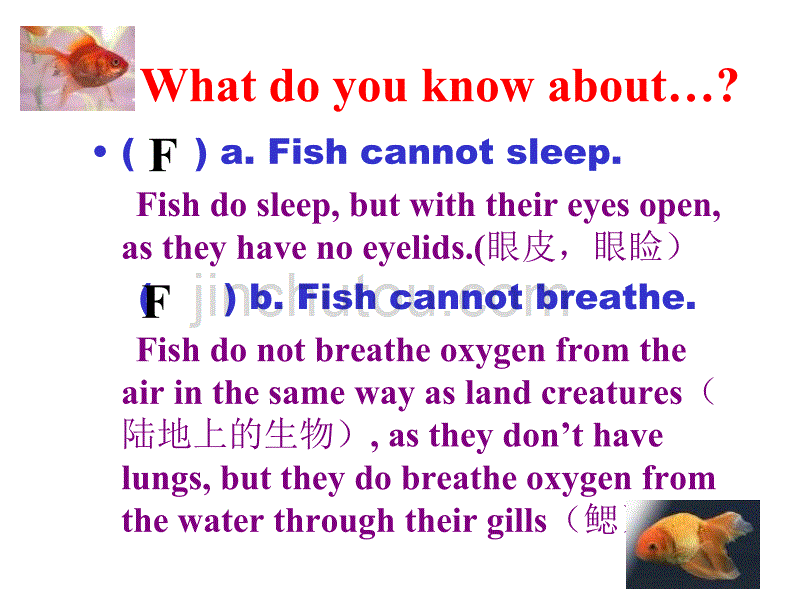 牛津上海版英语九上《Chapter 4 The African ghost fish》ppt课件_第3页