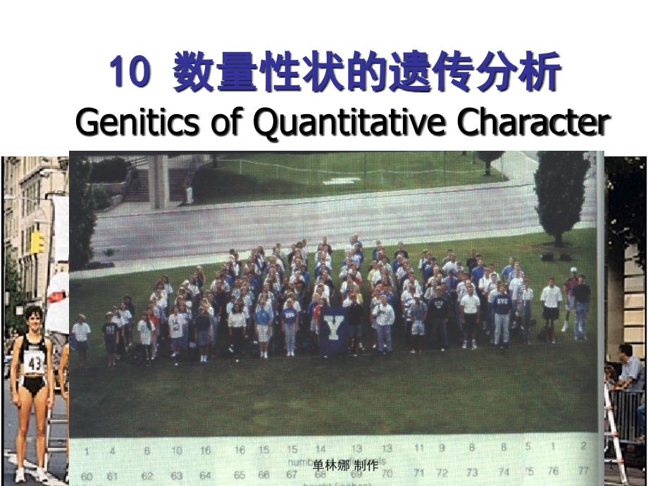 4数量性状的遗传分析_第1页