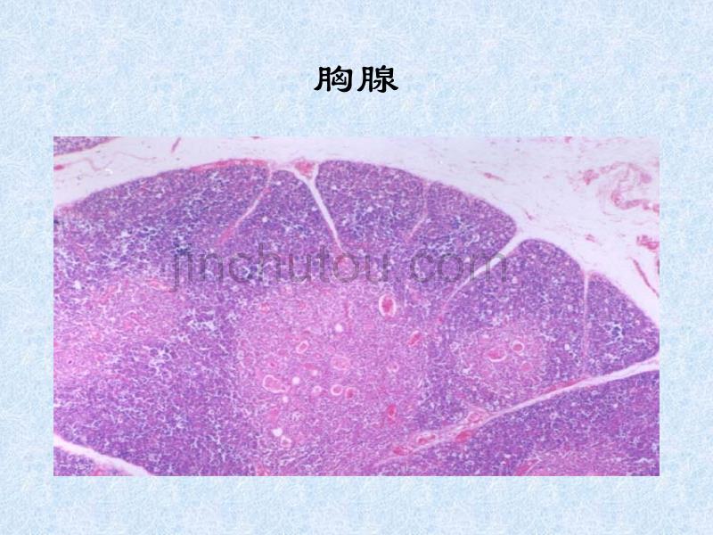 实验八免疫皮肤目的1、掌握淋巴结、脾脏基本结构及胸腺_第3页