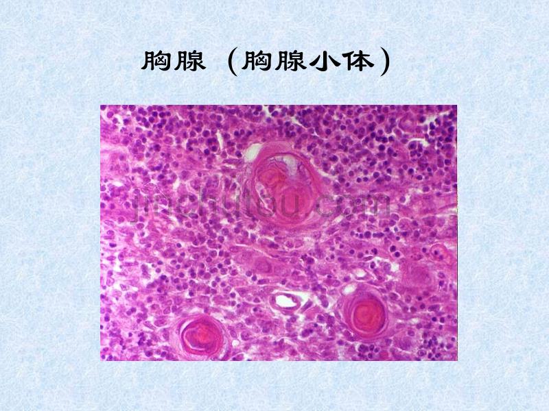 实验八免疫皮肤目的1、掌握淋巴结、脾脏基本结构及胸腺_第4页