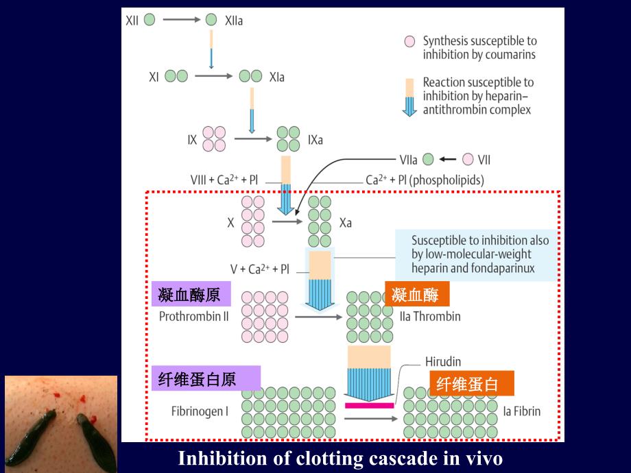 作用于血液和造血器官药物课件_第4页