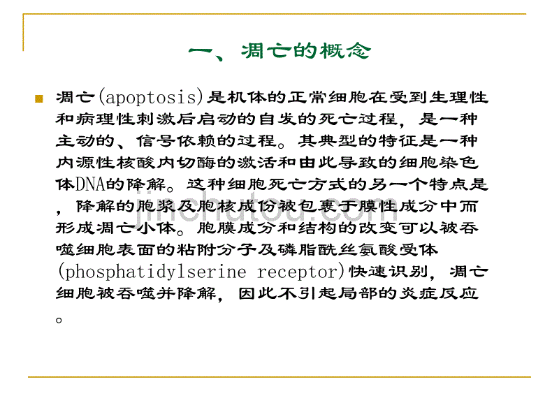 免疫细胞的凋亡课件_第3页