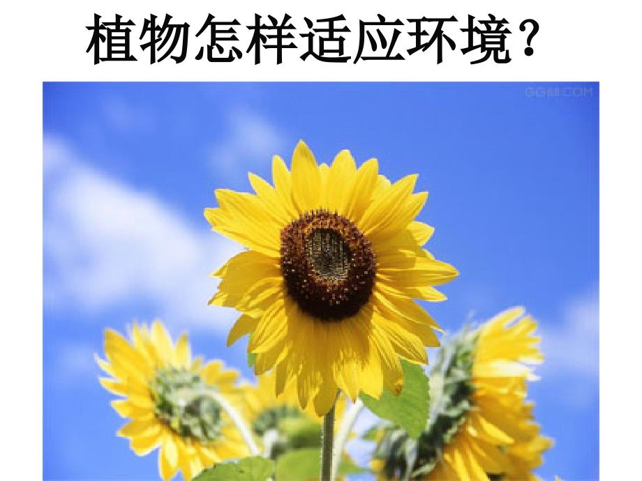 [2017年整理]17植物向哪里长_第3页