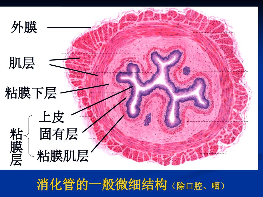 33消化管的微细结构_第2页